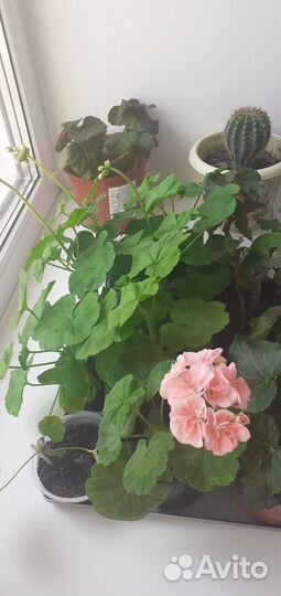 Герань пеларгония цветущее растение