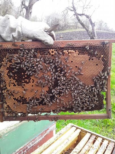 Продаю пчел на высадку