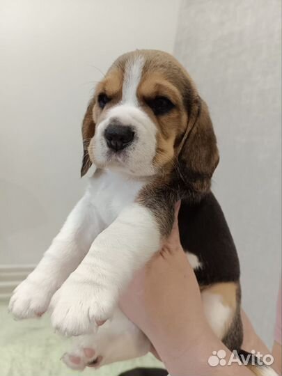 Щенки бигль