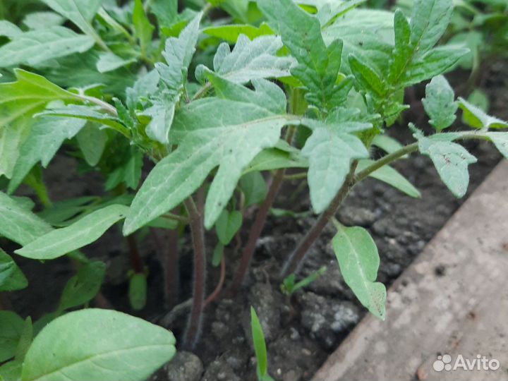 Рассада помидор 23 сорта,перец, и Т.Д