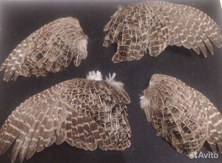 Крылья птиц,лапки,уши для натаски охотничих собак