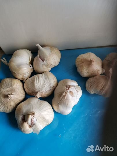 Продажа рассады томатов