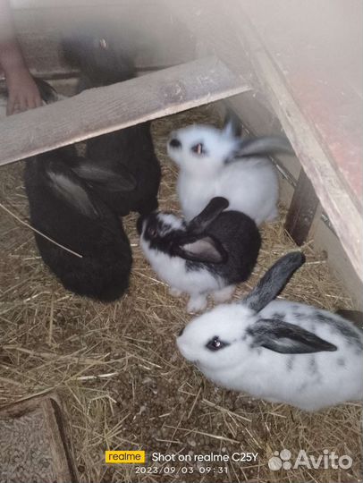 Продам кроликов