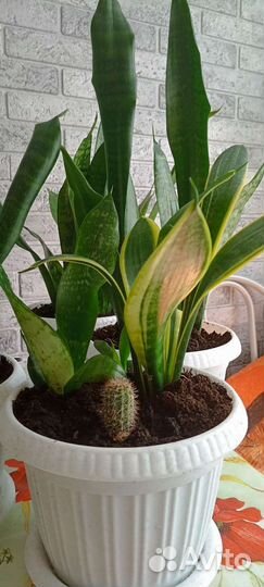 Сансевиерия