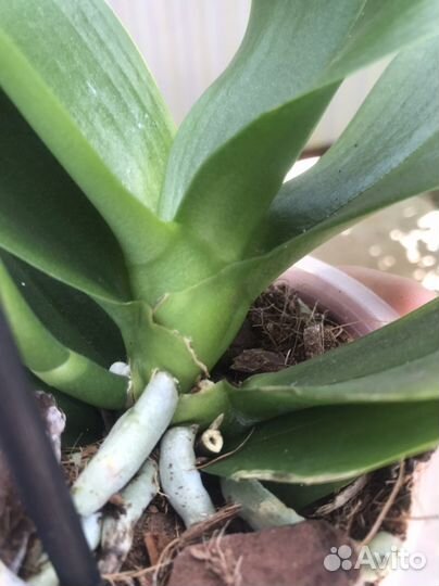 Орхидея фаленопсис бабочка