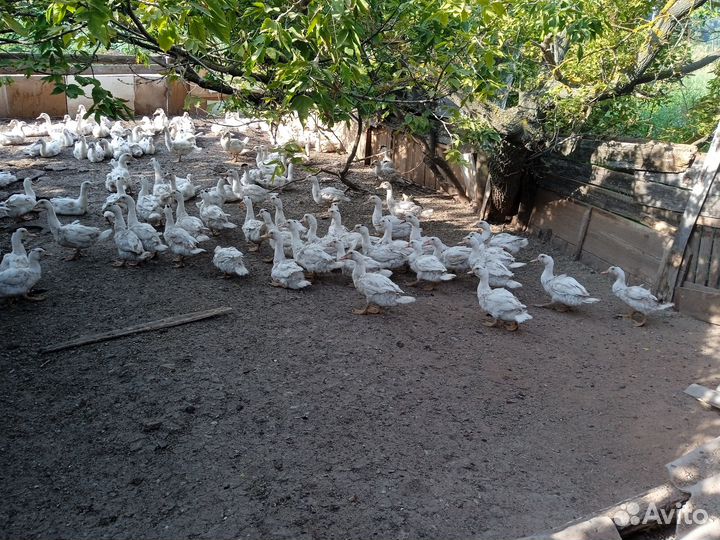 Утки муларды