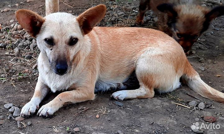 Собака в добрые руки отдам бесплатно