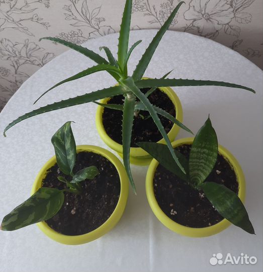 Комнатные растения