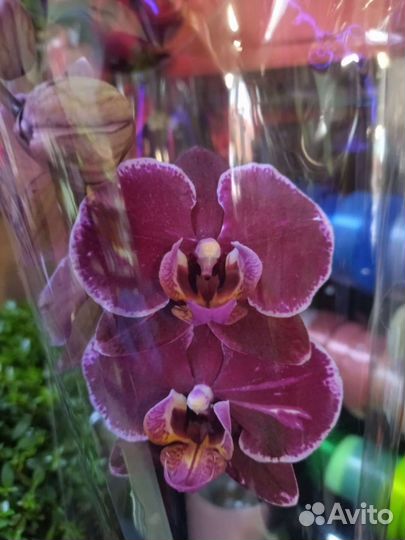 Орхидея фаленопсис редькие сорта