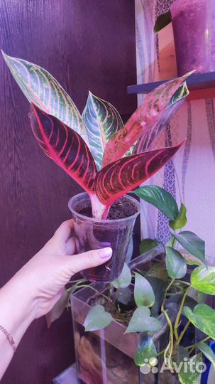 Аглаонема Пинк сумантра