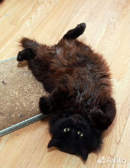 Кот ищет дом