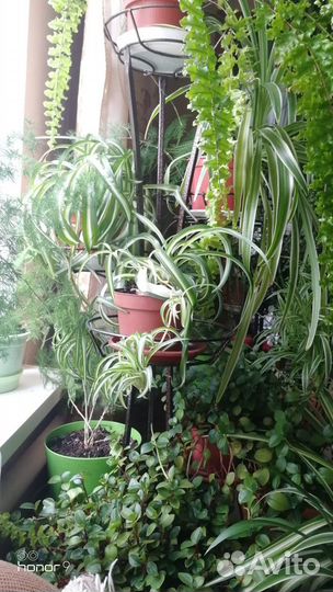 Хлорофитум кудрявый