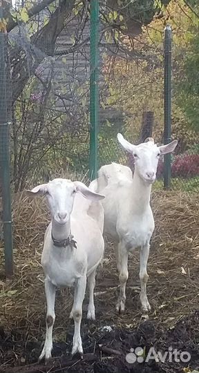 Козы заано-нубийские