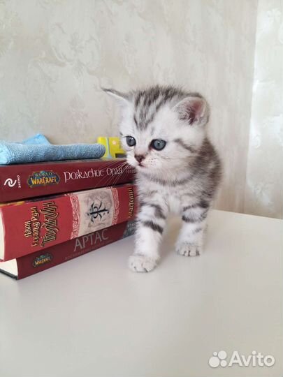 Шотландский котёнок