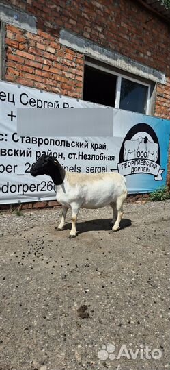 Овцы породы Дорпер