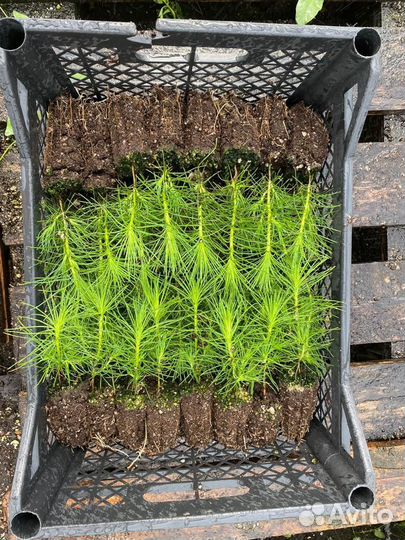 Сеянцы сосны