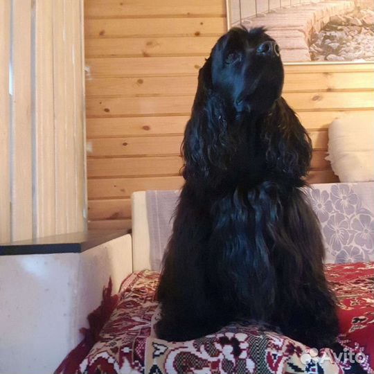 Стрижка американских и английских кокер спаниелей