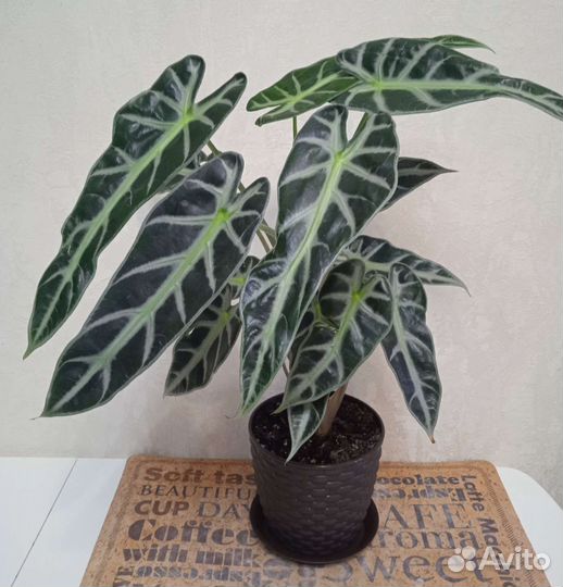 Алоказия Бамбино детки