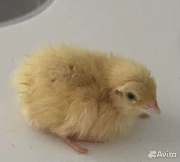 Перепела суточные техасский белый