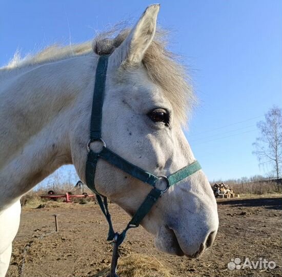 Жеребец орловский рысак