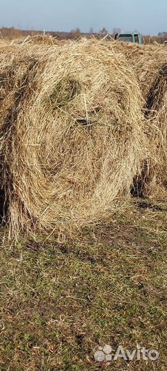 Продам сено в рулонах