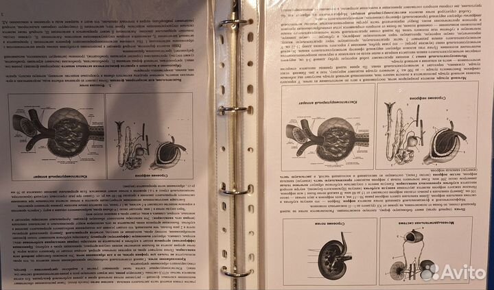 Нормальная физиология (лекции в папке)