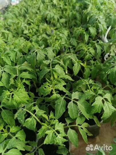 Рассада огурцов