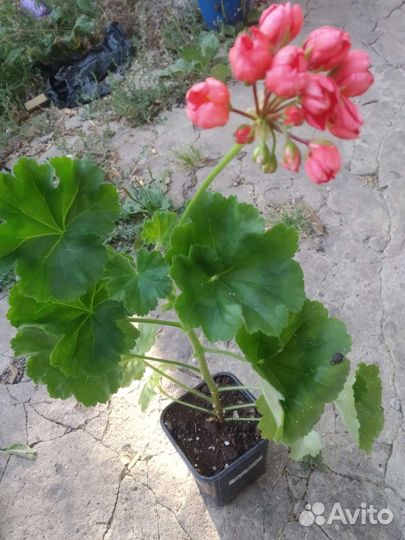 Пеларгония тюльпановидная