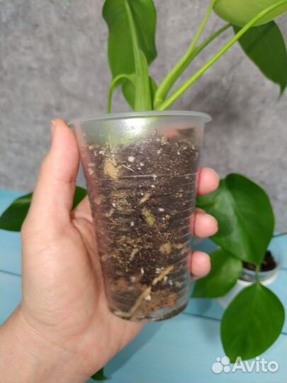 Монстера - Борзига