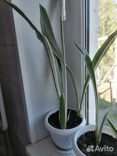 Сансивиерия сортовая