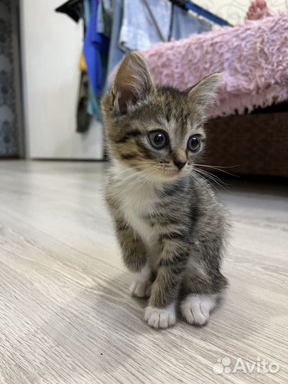 Котенок, девочка