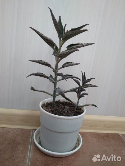 Каланхоэ