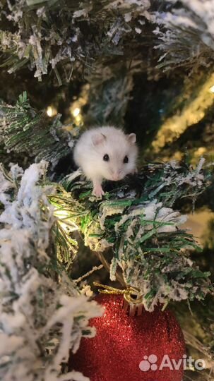 Джунгарские хомячки