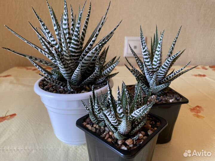 Суккуленты 1