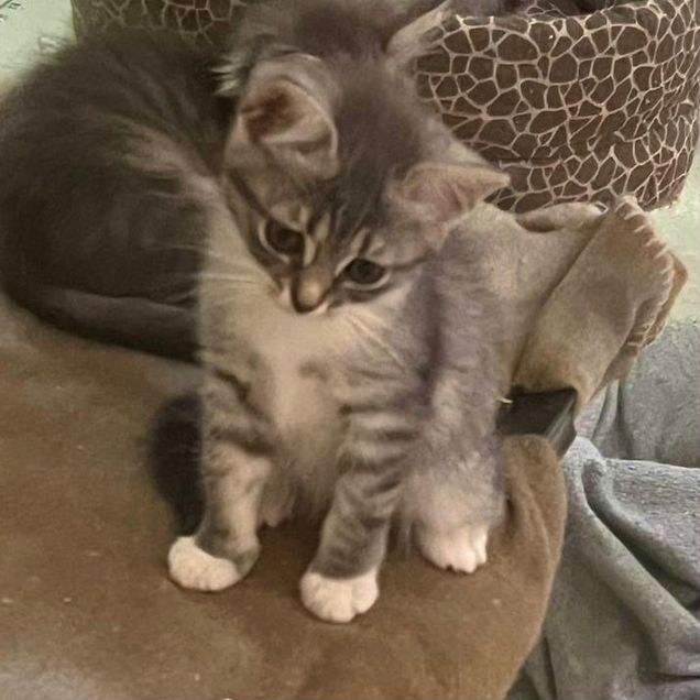 Котёнок в добрые руки