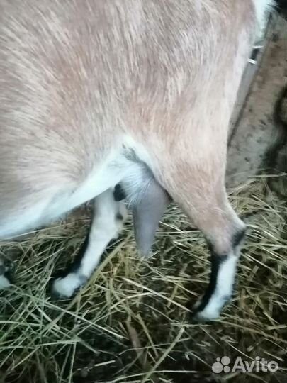 Продаётся Коза