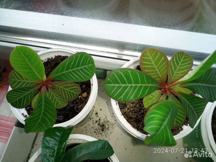 Комнатное растение Молочай