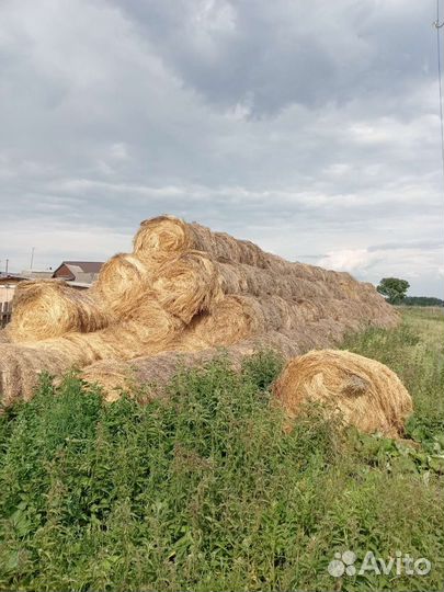 Продам сено в рулонах в тюках