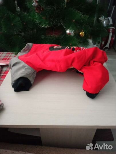 Одежда для собак