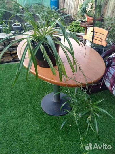 Продам цветы комнатные