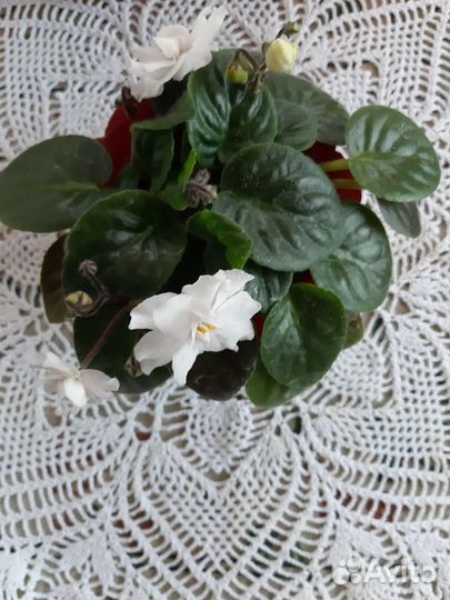 Сортовые фиалки