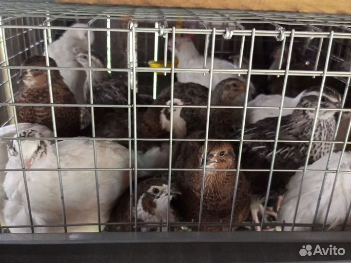 Перепела несушки и петушки