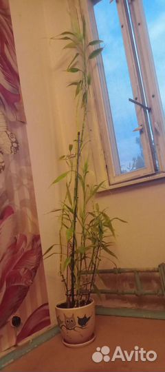 Бамбук в горшке почти 2м