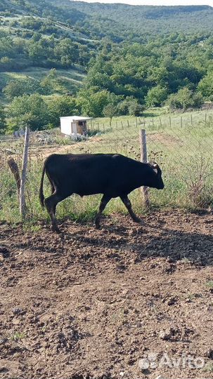 Продаються бычки -3 шт и тёлки -3 шт от 1,5-2 г