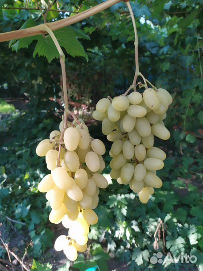 Саженцы винограда черенки