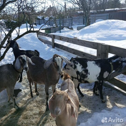 Англо-нубийские козы, козлы, чистопородные