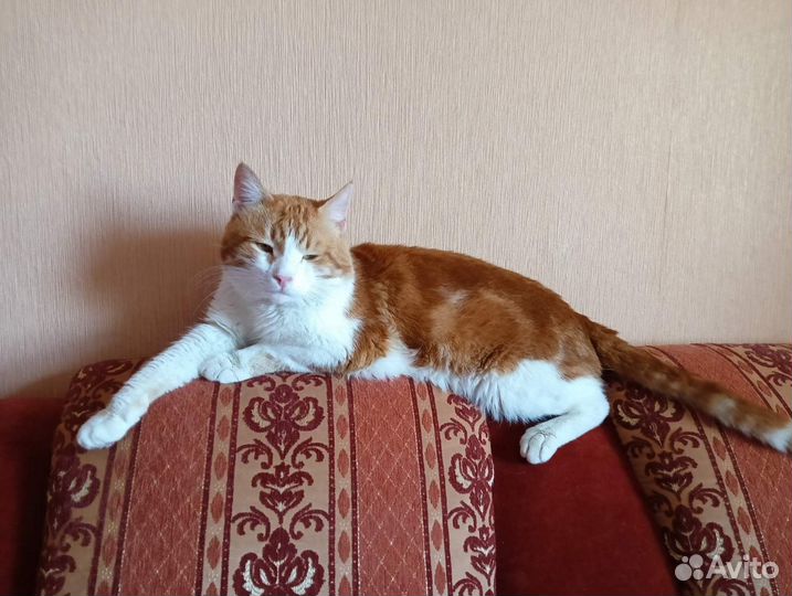 Рыжий кот