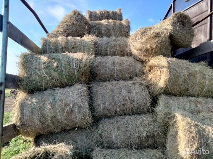 Сено продажа только камазом 300 шт. По 180
