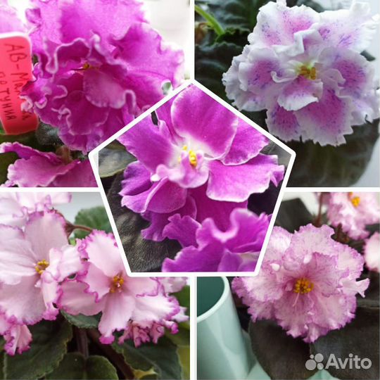 Детки сортовых фиалок