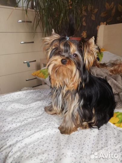 Йорк мальчик мини